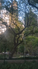 Evening scenes captured across Mexico City parks and streets