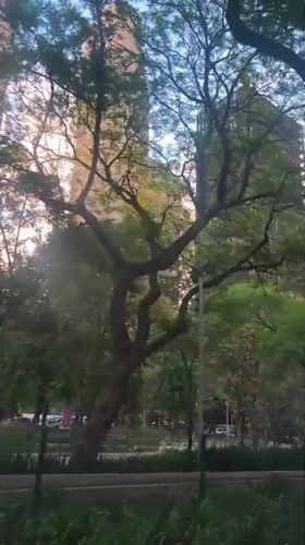 Evening scenes captured across Mexico City parks and streets