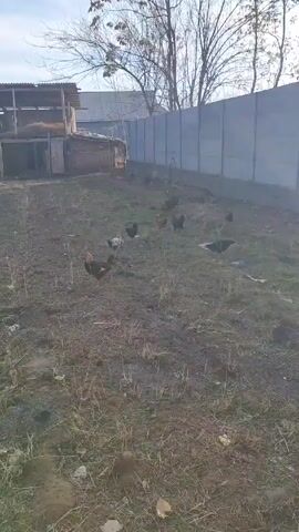 The video shows a fenced backyard on a partly sunny day. There are at least a dozen chickens, some brown and some black, in a dirt yard with patches of grass. A dilapidated shed-like structure is in the background, along with a tall gray concrete fence. Several bare trees are visible.