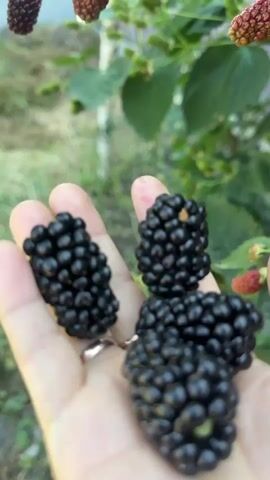 The video opens with a close-up of a hand holding several ripe blackberries. The hand, adorned with a ring on the ring finger, is a light skin tone. The blackberries are a deep, glossy black, with some showing hints of red, indicating they are still ripening. In the background, out of focus, a blackberry bush is visible, laden with more berries in various stages of ripeness, from green to deep red and black. The leaves of the bush are a vibrant green. As the video progresses, the camera pans out and up, revealing more of the blackberry bush. The bush is quite full, with numerous branches covered in leaves and berries. Some of the berries are still green, while others are red and black. The bush appears to be growing outdoors, with hints of a fence and a building in the far background, suggesting a garden or yard setting. The lighting suggests it is daytime, possibly late afternoon, given the soft quality of the light. The overall impression is one of a bountiful harvest of fresh blackberries.