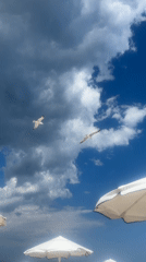 Seagulls and beach umbrellas on a Nesebar summer afternoon