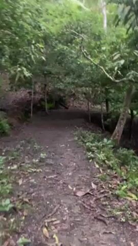 The camera moves forward on a muddy trail through a dense forest. The trail is narrow and dark, surrounded by lush green foliage and tall trees. The ground is covered in damp earth, with fallen leaves and small plants scattered around. The lighting is dim, creating a shadowy and somewhat enclosed feeling. No people or animals are visible in the frame. The focus remains on the trail ahead, suggesting a journey or exploration into the depths of the forest.