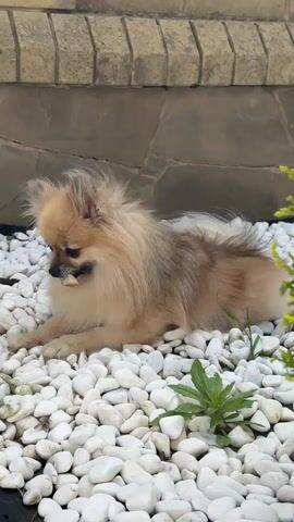 A small, fluffy, light brown dog with dark eyes and ears is lying on a bed of white pebbles. The dog is in profile, facing left, and appears to be chewing on something small and light-colored. Behind the dog is a stone wall with a brick border at the top. There are a few green plants growing amongst the pebbles. The dog lifts its head and looks to its right.