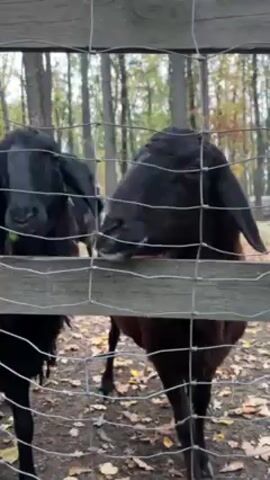 The scene features three black and brown sheep behind a gray chain-link fence, with trees visible in the background and fallen leaves on the ground. A hand holding a sprig of greenery is extended towards one of the sheep. The sheep is leaning its head over a wooden beam at the top of the fence, seemingly ready to eat the offered vegetation. The focus is on the interaction between the human hand and the sheep.