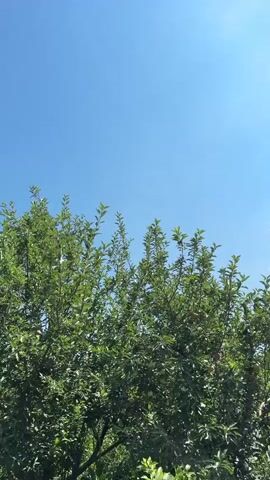 The video shows a series of shots of trees against a blue sky. The trees are green and leafy, and in some shots, there are also glimpses of clouds. The camera appears to be moving up and down and panning slightly in each shot. The environment is outdoors and sunny.