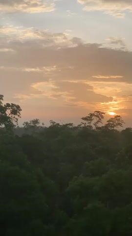 The video captures a sunrise over a dense forest. The sun, a bright orange disc, is partially obscured by clouds and the silhouettes of trees. The sky transitions from a pale blue at the top to warm orange and yellow hues near the horizon, indicating the early morning light. Wispy clouds are scattered across the sky. The foreground is dominated by the dark green canopy of the forest, with the tops of a few taller trees emerging above the general treeline. The overall impression is one of a serene natural landscape at the beginning of a new day. There are no people or man-made objects visible.