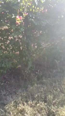 The camera moves slowly through a grassy area partially shaded by trees.  The grass is dry in some spots. Sunlight shines through the trees, causing a bright glare.  The video appears to be taken outdoors.