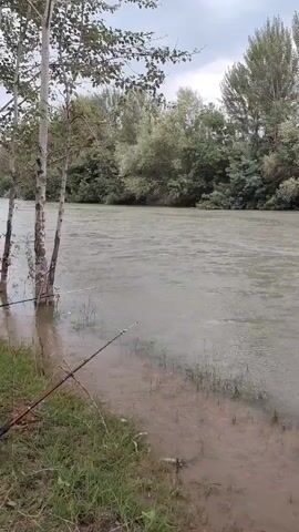 A person is fishing on the bank of a river. There are two fishing rods in the water, one on the left and one on the right. The river is wide and appears to have a strong current. The bank is covered in grass and some trees. The trees on the opposite bank are dense and green. The sky is overcast.