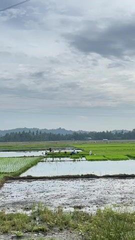 A rural landscape with rice paddies. In the foreground, a muddy section of a rice paddy is visible with some green grass. In the middle ground, several rice paddies are filled with water. A group of people, appearing to be farmers, are working in one of the paddies. They are scattered and engaged in various tasks. Further in the background, more green rice paddies stretch out towards a line of trees and hills under a cloudy sky. Power lines are visible across the top of the frame.