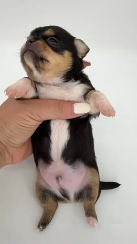 This video shows a person's hand holding a young chihuahua puppy against a white background. The puppy is black, tan, and white. Its eyes are closed or partially closed, and its mouth is slightly open, with its tongue visible in the last frame. The puppy's paws are spread open, and its legs are dangling. The person's thumb is supporting the puppy's body, and their index finger is holding it near its chest. The video is short and focuses on the puppy.
