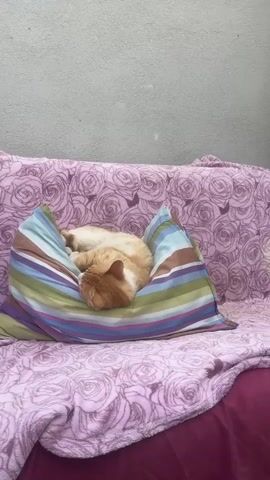 An orange and white cat is curled up asleep on a striped pillow. The pillow is on a couch covered with a pink blanket that has a rose pattern. The couch is against a grey wall.