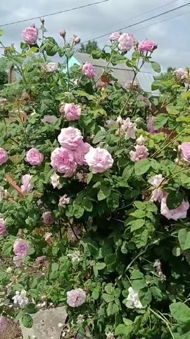 A video shows a rose bush with many pink flowers. The rose bush is in front of a fence and a house. The sky is cloudy.