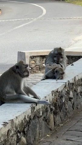 Three monkeys are sitting on a low concrete wall next to a paved road. The monkey on the left is facing the camera and appears to be yawning. The two monkeys on the right are facing away from the camera and appear to be grooming each other. The wall is made of stone and concrete. The road is asphalt and has a white line painted on it. The environment appears to be outdoors and possibly in a tropical or subtropical region.
