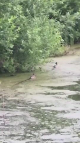 A group of ducks swims in murky green water near a bank covered in lush green foliage.