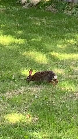 A brown rabbit is visible in a grassy field. The rabbit is facing left and appears to be nibbling on grass. The sun casts shadows on the grass, indicating it is likely daytime. The video is very short, lasting only a few seconds, and the rabbit's movements are subtle.