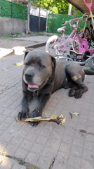 Dogs observed in morning outdoor activities across location