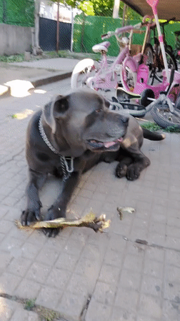 Dogs observed in morning outdoor activities across location