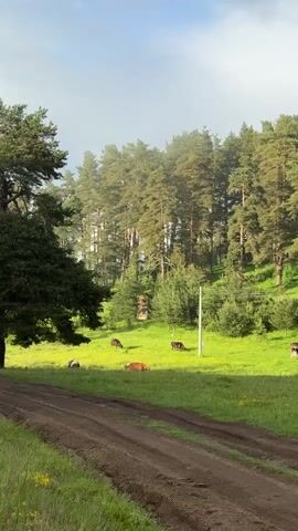 A dirt road runs diagonally across the bottom of the frame. A green grassy field dotted with yellow flowers is on either side of the road. In the field, there are several cows grazing and lying down. Behind the field, there is a dense forest of tall pine trees. The sky is cloudy. The video pans from left to right, following the cows.