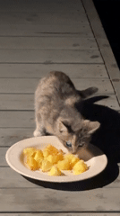 Cats eating and roaming a wooden deck at night in Zvenigorod