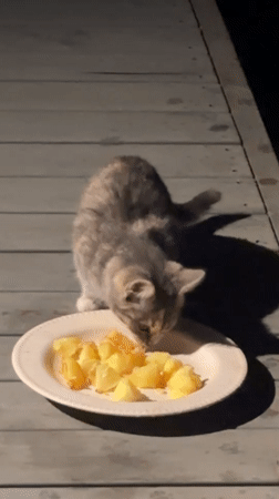 Cats eating and roaming a wooden deck at night in Zvenigorod