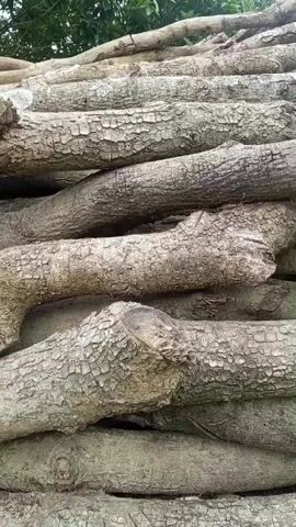 A close-up, downward-moving shot captures a stack of rough, textured logs. The logs are laid horizontally, with one on top of the other, creating a layered effect. The bark of the logs is a pale gray and appears cracked and weathered, with visible knots and irregularities. The lighting is natural, suggesting an outdoor environment. The camera movement is slow and smooth, focusing on the tactile details of the wood's surface.