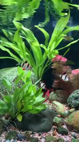 The video shows an aquarium with several fish swimming amongst the plants and rocks. There are two distinct types of fish: one is silver with black stripes and a reddish nose, and the other is red. The aquarium is decorated with green plants, rocks covered in green moss, and a reddish-brown artificial plant. The substrate of the aquarium appears to be small, multicolored gravel. The water is clear, and a reflection of the light source can be seen on the surface.