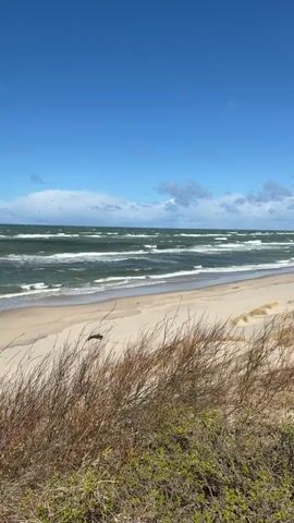 The scene is a coastal view on a sunny day with a blue sky and some white clouds. The camera is positioned behind some tall, dry grass and low-lying shrubs on a sand dune overlooking the beach. The beach is sandy, and waves are rolling in, visible as lines of white foam against the darker green water. The horizon line is visible in the distance. A strong wind is evident, creating a howling sound in the audio. The beach appears deserted with no people visible. The vegetation in the foreground appears weathered and dry. The overall atmosphere is windy and exposed.