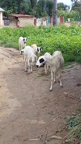 A video clip, recorded in Serti, Nigeria, features a group of sheep in an outdoor, rural setting. The sheep are primarily white with black markings on their faces and some have black patches on their bodies. They are gathered on a dirt path with patches of green grass and vegetation lining one side. In the background, glimpses of buildings and structures suggest a residential or agricultural area. The lighting indicates it is daytime, likely late morning or early afternoon, with clear skies. The sheep appear to be grazing or resting, with no discernible interaction or distress. The overall atmosphere is peaceful and tranquil, typical of a rural environment. No visible text is present in the video.