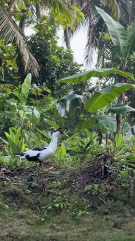A single Muscovy duck with black and white plumage stands on a grassy slope, surrounded by lush tropical vegetation. Towering palm trees with feathery fronds and broad banana leaves dominate the background, creating a dense canopy. The duck's white body contrasts with its black wings and tail feathers, and its distinctive red caruncles around its eyes and beak are visible. The duck is facing left, with its head slightly tilted upwards as if surveying its surroundings. It appears to be a calm, serene moment in a natural, overgrown environment. The time of day seems to be daytime, likely morning or afternoon, given the even lighting. The setting suggests a tropical or subtropical region, possibly a garden or a wilder area with abundant plant life. The overall impression is one of peaceful coexistence between the domesticated animal and its verdant habitat. There are no visible people or objects, other than the duck itself. No text is visible in the media.