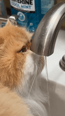 Morning pet moments captured across Los Angeles homes
