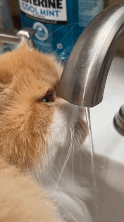 Morning pet moments captured across Los Angeles homes