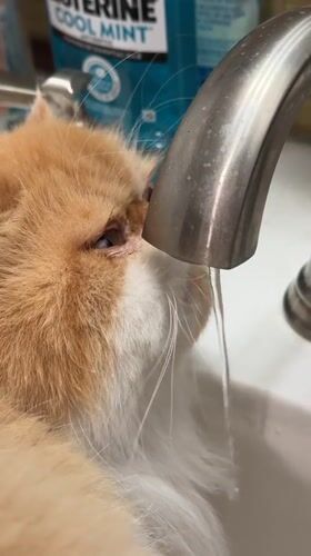 Morning pet moments captured across Los Angeles homes