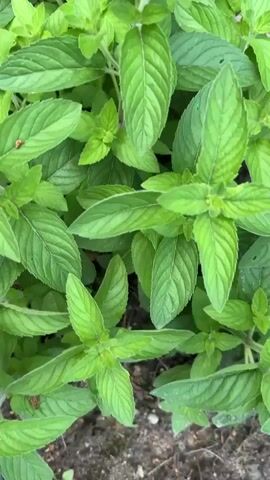 The video shows a close-up overhead view of lush green mint plants growing in a garden. The camera pans slowly across the plants, revealing rows of neatly planted mint with dark soil visible in between. In the first few seconds, a tiny ladybug can be seen on one of the mint leaves. The camera then pulls back to reveal more of the garden, showing the mint plants extending in a long, organized row. Further in the background, other green plants and some landscaping elements, including a large rock and a small red flower, are visible. The scene appears to be outdoors on a bright day, with the sunlight illuminating the vibrant green of the mint.