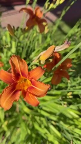 The media file showcases a close-up, sunlit view of vibrant orange daylilies in bloom. The camera pans across the flowers, revealing their delicate petals and intricate centers. The surrounding foliage is a lush green, creating a natural backdrop for the bright blossoms.

The scene appears to be an outdoor garden, likely a residential area given the glimpse of a brick pathway and possibly a building in the background. The lighting suggests it is daytime, with the sun casting a warm glow on the flowers and leaves, indicating fair weather. The focus on the flowers implies a peaceful and serene atmosphere, celebrating the beauty of nature.

There is no visible text in the media file. The primary subjects are the orange daylilies and their green foliage. The activity is essentially a static display of a blooming garden, captured from various angles. The overall impression is one of natural beauty and tranquility. The location context of Barysaw, Belarus, places this scene within a specific geographical setting, though the visual cues do not offer further specific details about the exact location within the city.