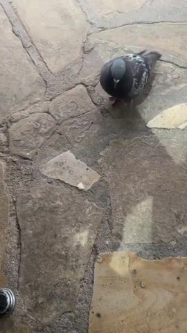 A pigeon with dark gray and white speckled feathers pecks at something on a stone-paved surface. The pigeon is facing down towards the ground, and its head is bent as it eats. The ground is made up of large, irregular-shaped stones of varying colors, from light tan to dark gray. Some lighter, flat pieces that appear to be food are scattered on the stones. The pigeon has red feet and legs. The video is filmed from a high angle looking down at the pigeon and the ground.