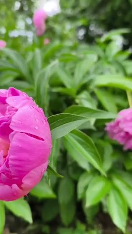 The video features a close-up, static shot of a vibrant pink peony flower. The flower's petals are a rich magenta hue and are adorned with numerous small water droplets, suggesting recent rain or dew. The bloom appears full and lush, with many layers of petals.

In the background, out-of-focus elements reveal more green foliage and additional pink peony blossoms, creating a soft, blurred effect that emphasizes the foreground flower. The setting appears to be an outdoor garden or natural area, characterized by the dense greenery.

The lighting indicates it is daytime, and the presence of water droplets implies either recent precipitation or watering. There are no people visible in the frame, and no discernible text. The ambient sound includes natural elements, possibly insects or general outdoor tranquility. The overall mood conveyed is one of freshness, natural beauty, and serenity, set in Gumoshtnik, Bulgaria.