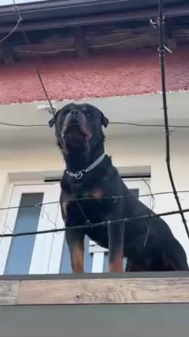The video shows a Rottweiler dog on a platform. The dog is mostly black with brown markings on its legs and face. It wears a silver-colored chain around its neck. The dog is looking up and howling. Behind the dog is a white building with a window and a red-colored roof overhang. There are also some wires and hardware running along the roof. The perspective is from below, looking up at the dog. The sky is visible in the background.