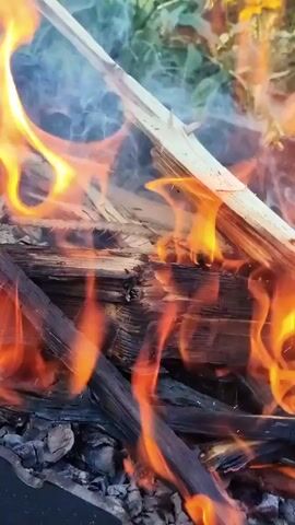 The video shows a close-up of a bonfire with flames and smoke. There are several pieces of wood burning, some of which are charred. In the foreground, a skewer with a marshmallow is being held over the fire to toast it. Another marshmallow is visible on the skewer. The background is blurred, but appears to be an outdoor setting with green foliage. The video is shot from a static viewpoint.