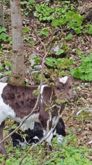 Calf and sheep spotted in Abkhazian forest landscape