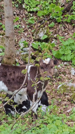 Calf and sheep spotted in Abkhazian forest landscape
