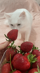 Cats explore strawberries, rainy traffic captured in Çekmeköy