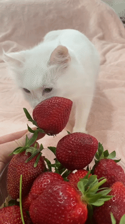 Cats explore strawberries, rainy traffic captured in Çekmeköy