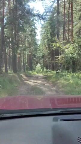The video shows a view from inside a vehicle, looking forward through the windshield. The vehicle is on a dirt road that winds through a dense pine forest. Tall pine trees line both sides of the road, casting shadows on the ground. The road appears to be uneven, with some ruts and bumps. Sunlight filters through the trees, creating a dappled effect. The overall impression is one of a natural, somewhat isolated environment.