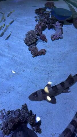 The video shows an aquarium with a sandy bottom and several marine animals. In the foreground, a banded catshark swims horizontally across the screen. Its body is dark with light-colored bands, and it has two white spots on its dorsal side. To the upper right of the shark, a blue-spotted stingray, distinguished by its blue spots and wide, flat body, glides. Several pieces of coral and rock formations are visible scattered on the sandy floor. Another banded catshark is partially visible at the bottom right of the screen. Other sharks, possibly banded catsharks, are also visible in the background, swimming horizontally. The water is clear and illuminated, giving the scene a blue hue.