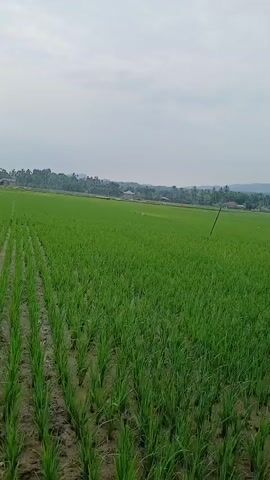 A vast, green rice paddy stretches across the frame under a cloudy sky. Rows of young rice plants are neatly planted in the muddy soil, with some areas showing standing water. In the distance, a line of trees and the tops of buildings suggest a rural settlement. The camera appears to be moving slowly, possibly handheld, offering a sweeping view of the agricultural landscape. There are no people or animals visible in the immediate vicinity of the camera.