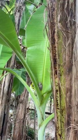 A frog is camouflaged on a banana plant. The frog is gray and blends in with the stalk of the plant. The video is focused on the frog and the plant. The background is blurred and shows more banana plants and trees.