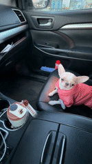 Chihuahua in pink outfit spotted in car passenger seat