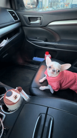 Chihuahua in pink outfit spotted in car passenger seat