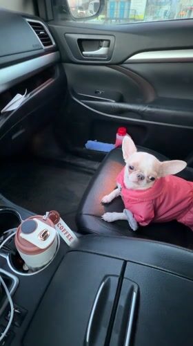 Chihuahua in pink outfit spotted in car passenger seat