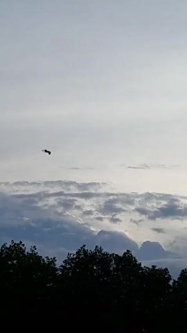 The video shows a bird flying across the sky. The bird appears to be dark in color. In the beginning of the video, the bird flies above the treeline. In the background, the sky is cloudy. As the bird flies higher, the sky turns more blue.